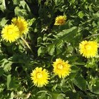 How to Cook Dandelions