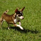 How to Become a Pet Sitter