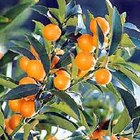 How to Grow a Kumquat Tree from a Kumquat Seed