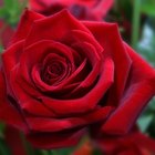 Ideas for Romance in the Bedroom