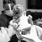How to Request a Copy of a Birth Certificate in Des Moines, Iowa