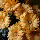 How to Choose Flowers for a Baby Funeral