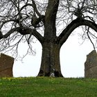 How to Plant a Tree in a National Park in Memory of a Loved One
