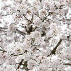 How to Grow Cherry Trees From Cherry Pits