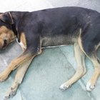 How to Cope With the Loss of a Pet