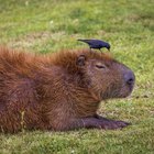 US Laws on the Import of Capybaras | Legal Beagle