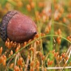 How to Grow an Oak Tree From an Acorn, Indoors