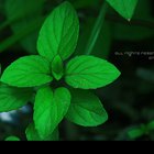 Peppermint Soap Uses