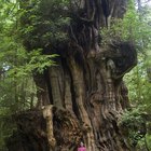 Qué simboliza el árbol sicómoro