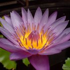 ¿Cuál es el significado de una flor de loto morada?