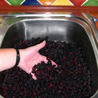 How to Measure Blackberries Whole or Crushed for Jam