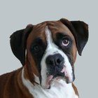 Skin Conditions in Boxer Dogs | Pets - The Nest