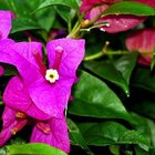 Is Bougainvillea Poisonous to Dogs? | Pets - The Nest