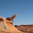 Plantas y animales del desierto australiano