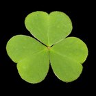 Interesting Facts About St. Patrick's Day