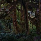Adaptaciones del murciélago espeleólogo en la selva tropical
