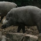 Caza de cerdos en Florida