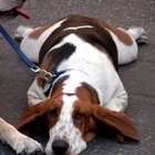 How to Get Your Dog into Commercials | Daily Puppy