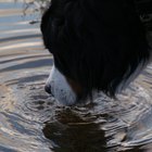 Symptoms of Later Stages of Cushing's Disease in Dogs