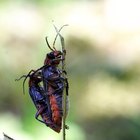 El ciclo de la vida de los insectos coleópteros