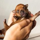 How to Bottle Feed Newborn Puppies | Pets - The Nest
