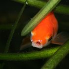 How to Get a Pebble Out Of a Goldfish's Mouth | Pets - The Nest