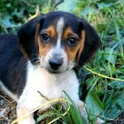 How to Train Dogs to Track Deer | Dog Care - Daily Puppy