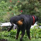 How to Stop Dogs From Urinating on Plants | Pets - The Nest