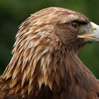 Depredadores del águila real
