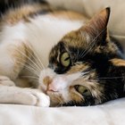 What Does it Mean When a Cat Purrs? | Pets - The Nest