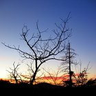 How to Trace Your Family Tree for Free