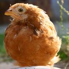 ¿Cuál es el peso objetivo de las gallinas ponedoras?