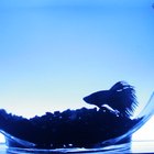 How to Make Bettas Grow Bigger | Pets - The Nest