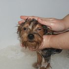 Grooming Dogs at Home: Tips