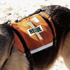 How to Become a Search and Rescue Dog Handler | Daily Puppy