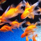 How to Buy a Goldfish | Pets - The Nest