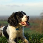 How to Groom a Springer Spaniel | Daily Puppy