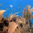 Qué tipos de animales viven alrededor de los arrecifes de coral