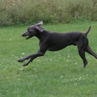 How to Build a Treadmill for Dogs | Pets - The Nest
