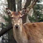 The Best Way to Freeze Deer Meat