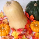 The History of Butternut Squash