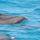 ¿Cómo amamantan los delfines?