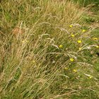 ¿Por qué mi pasto se pone amarillo?