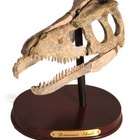 Herramientas usadas por los paleontólogos