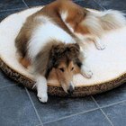 The Best Bedding for Dogs in Cold Weather | Pets - The Nest
