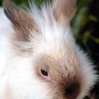 Cómo elegir el arnés y la correa correctos para tu conejo