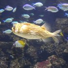 Puffer Fish in the Food Chain