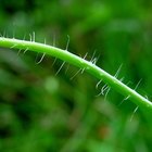 ¿Cuáles son las ventajas de los tejidos vasculares en las plantas terrestres?