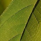 Ideas de modelo celular vegetal para los niños
