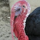 Cómo identificar un pavo hembra